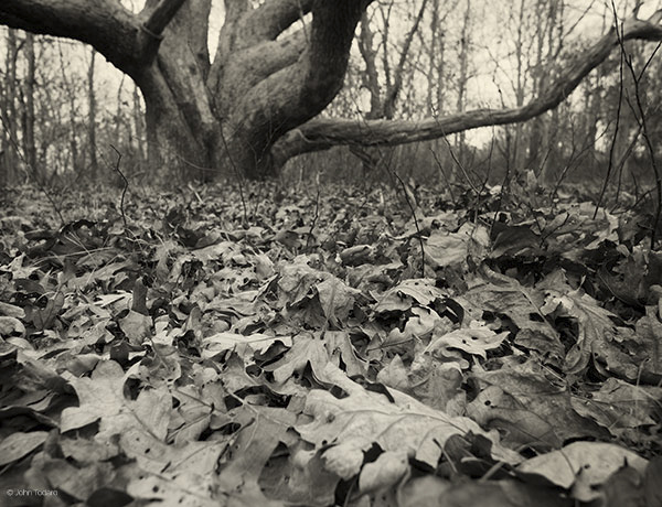 White Oak at Ram Level